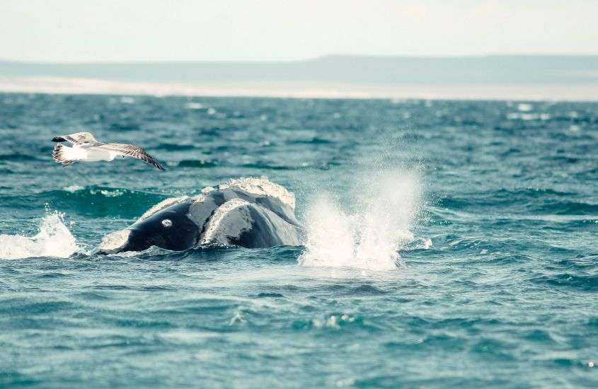 durante o dia, baleia nadando em mar na Península Valdés, destino da patagônia argentina