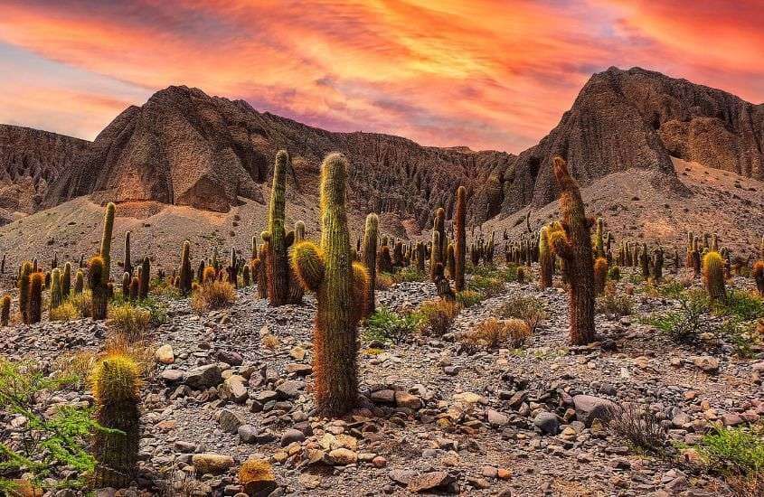 durante entardecer, cactos em deserto em Salta, um dos principais pontos turísticos da argentina