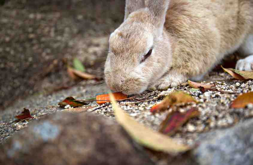 durante o dia, coelho cinza comendo cenoura