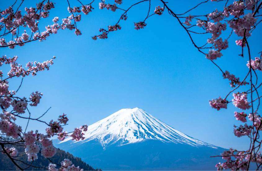 Durante o dia, árvore de flores rosa em primeiro plano. Ao fundo Monte Fuji, montanha para conhecer na viagem para o japão