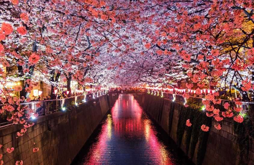 durante entardecer, árvores com flores rosas ao redor de rio durante a primavera no japão