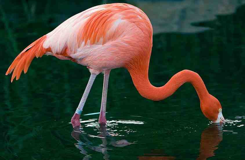 durante o dia, flamingo bebendo água em rio de cidade perto de buenos aires