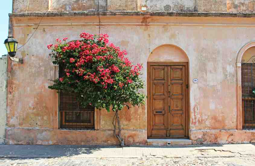 durante o dia, árvore com flores rosas em frente a casa laranja, com porta de madeira