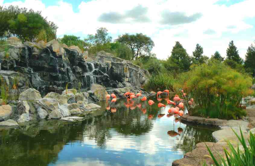 durante dia nublado, diversos flamingos em lago rodeado por árvores