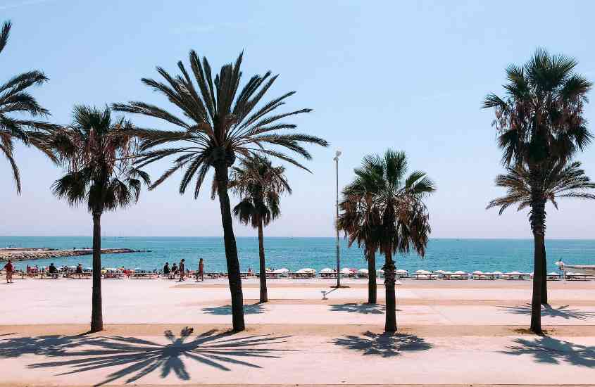 durante dia ensolarado, coqueiros em frente a praia la barceloneta, um lugar onde ficar em barcelona
