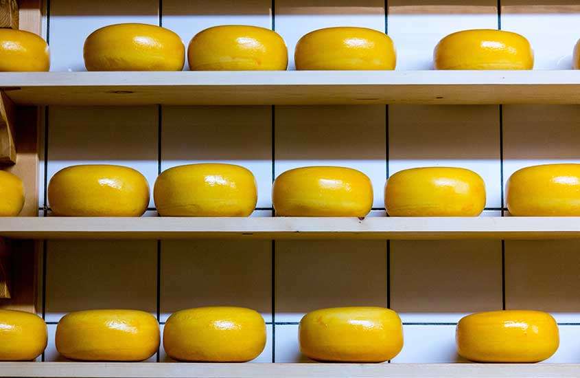 Vários pedaços de queijo da Serra da Estrela de Portugal, expostos em prateleiras de uma loja