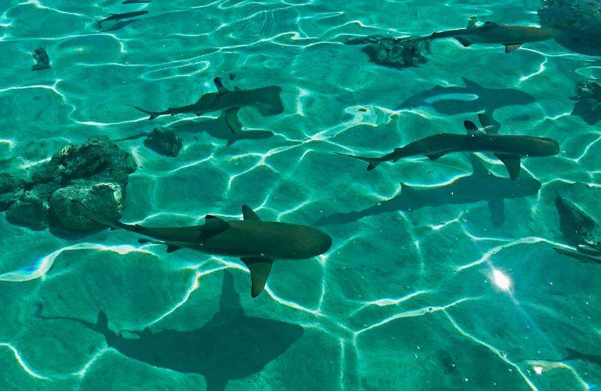 durante dia ensolarado, tubarões nadando em águas cristalinas