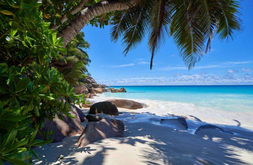 durante dia ensolarado, árvores em frente a uma das praias de Praslin, um lugar onde ficar em seychelles