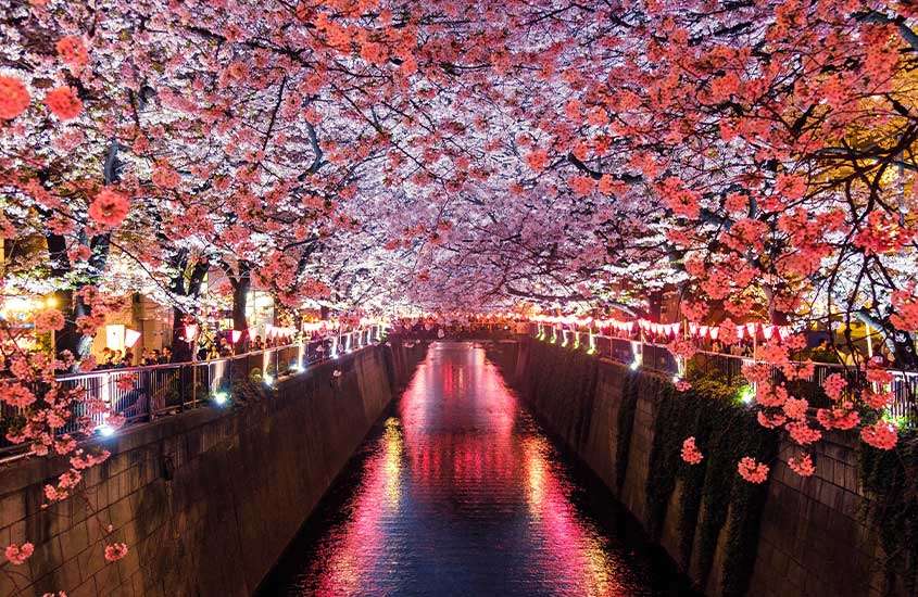 Vista de uma paisagem com diversas árvores de sakura, flor com tons de rosa, ao redor de um rio durante o entardecer