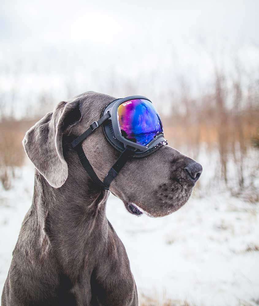 durante o dia, retrato de perfil de cachorro cinza com óculos de proteção para neve