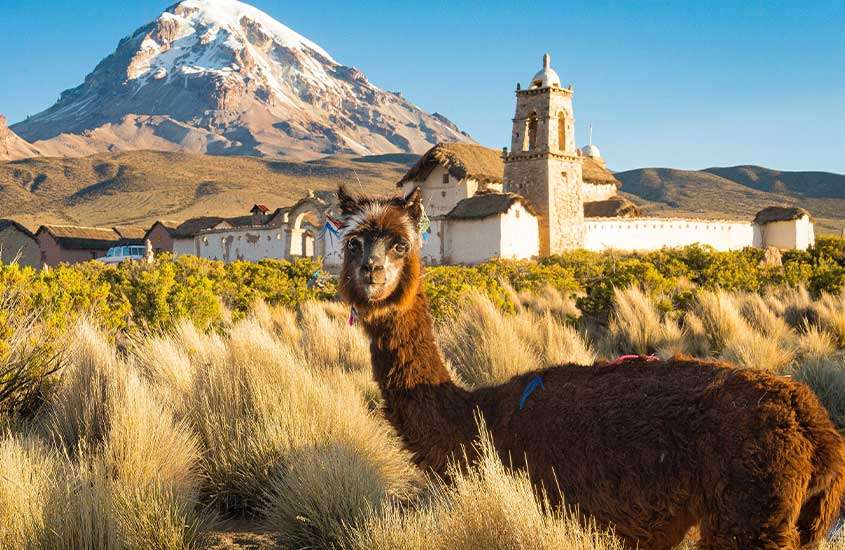 Durante um dia ensolarado, uma lhama em destaque, com uma paisagem ao fundo composta por matas, construções antigas e uma imponente montanha nevada na Bolívia.