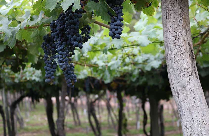 durante o dia, uvas roxas em uma das vinícolas de Mendoza.