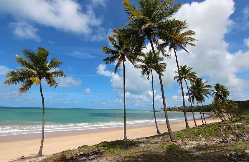 Vista panorâmica durante o dia das folhas de coqueiros balançando ao vento, em frente à praia de Coqueirinho, uma bela praia do nordeste.