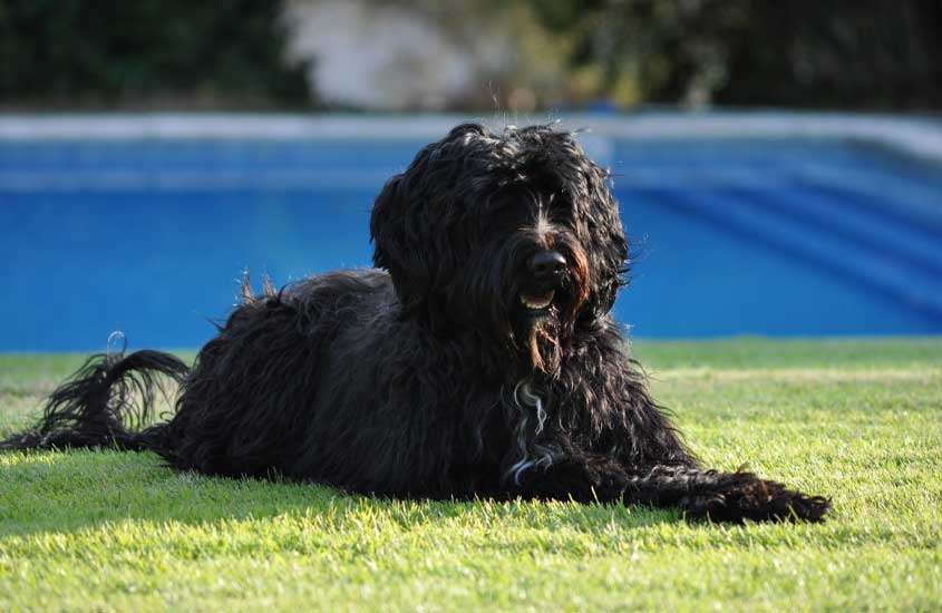 Em dia de sol cachorro de água português preto deitado em chão de grama com piscina atrás