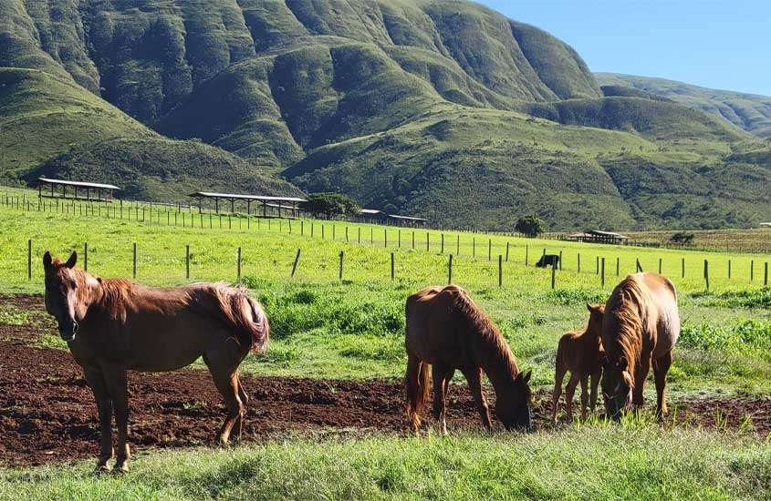 durante o dia, três cavalos pastando grama com serra ao fundo