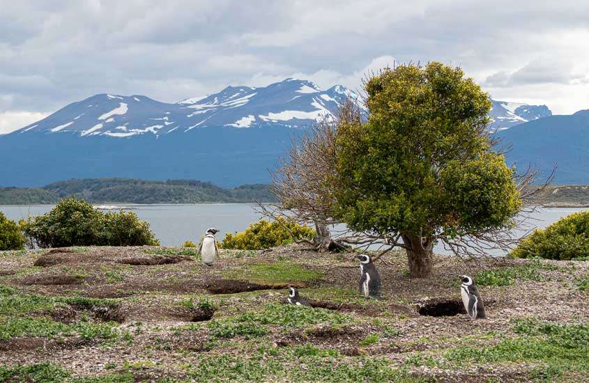 pinguins em área verde às margens de lago. Ao fundo, montanhas nevadas