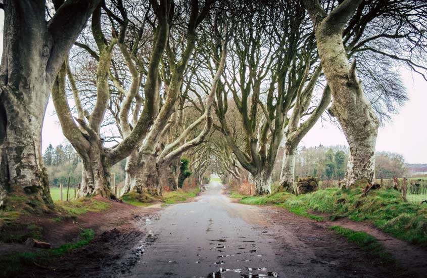 Em dia nublado floresta usada em cenário de série Game of Thrones com estrada molhada e algumas áreas gramadas com outras árvores atrás