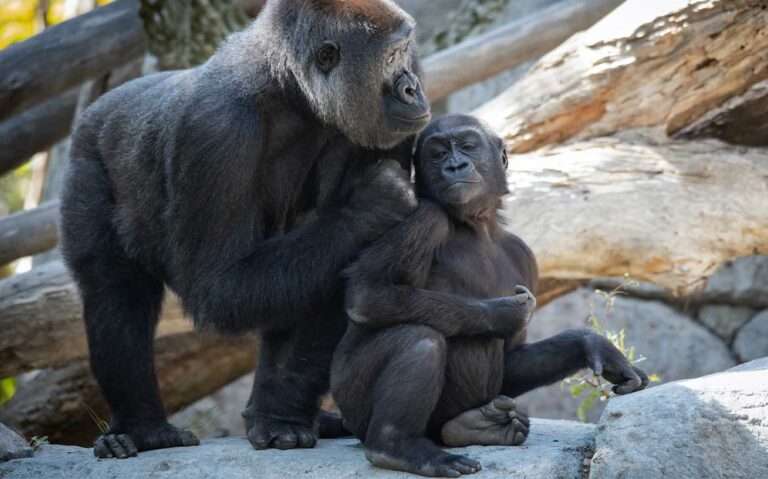 Durante o dia, casal de gorilas abraçados em Zoológico de San Diego