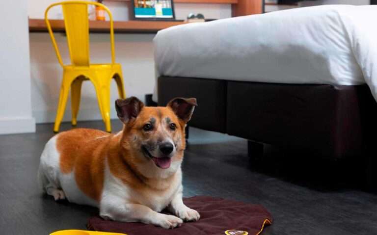 Hotel pet friendly são paulo com cachorro no tapete, cadeira amarela em área de trabalho e cama de casal ao lado