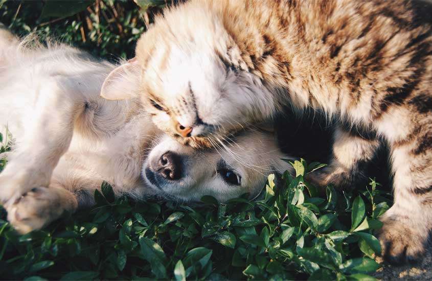 Cachorro e gato deitados em gramado