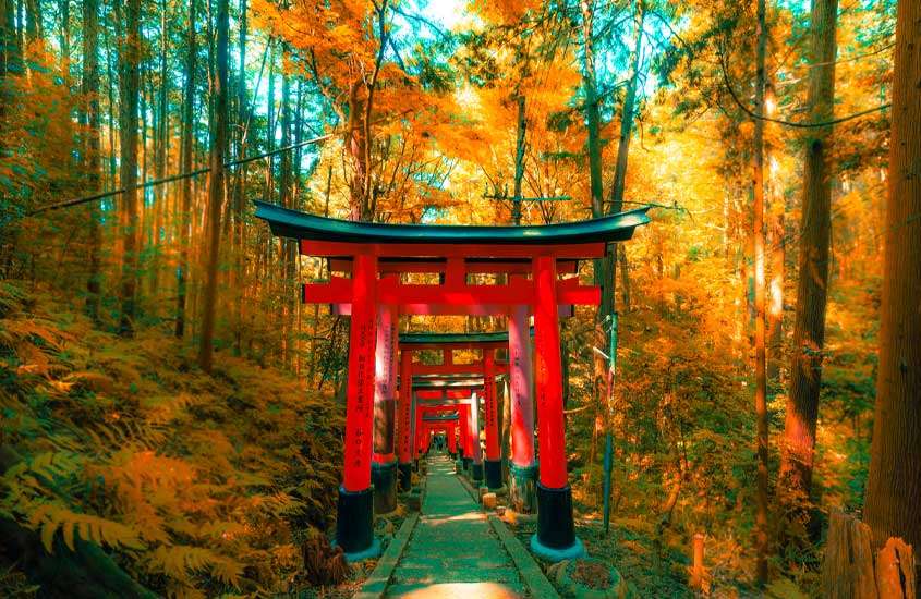 Durante um dia de sol, ponto turístico da cidade de kyoto com árvores amarelas ao redor e portais vermelhos no centro