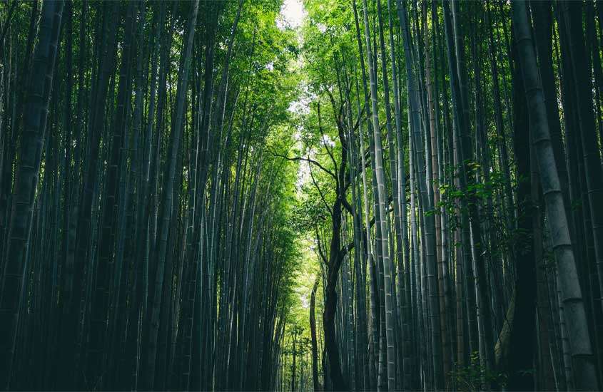 Floresta de bambu em kyoto japão