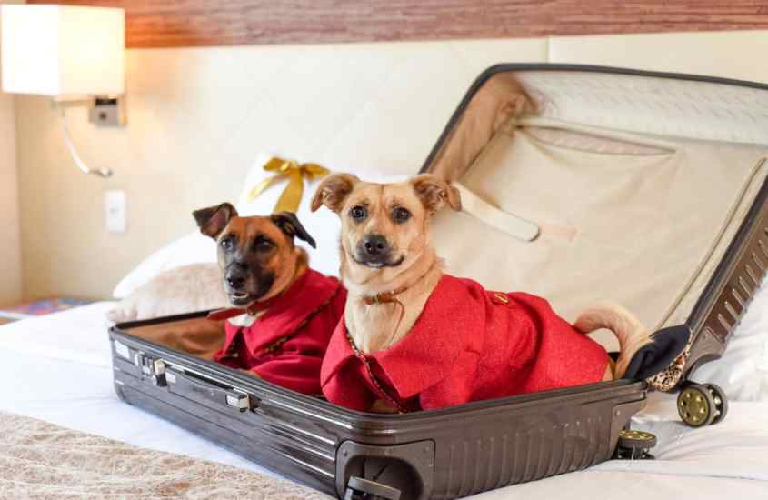 Em um quarto, dois cachorros vestidos com roupas vermelhas, dentro de uma mala em cima da cama de um hotel em gramado pet-friendly