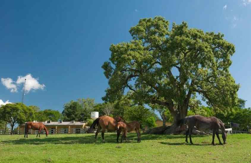 Em um dia de sol, cavalos em área verde de hotel fazenda no rio grande do sul com árvores grandes ao redor