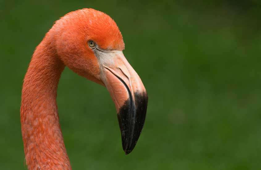 Cabeça de flamingo em área verde