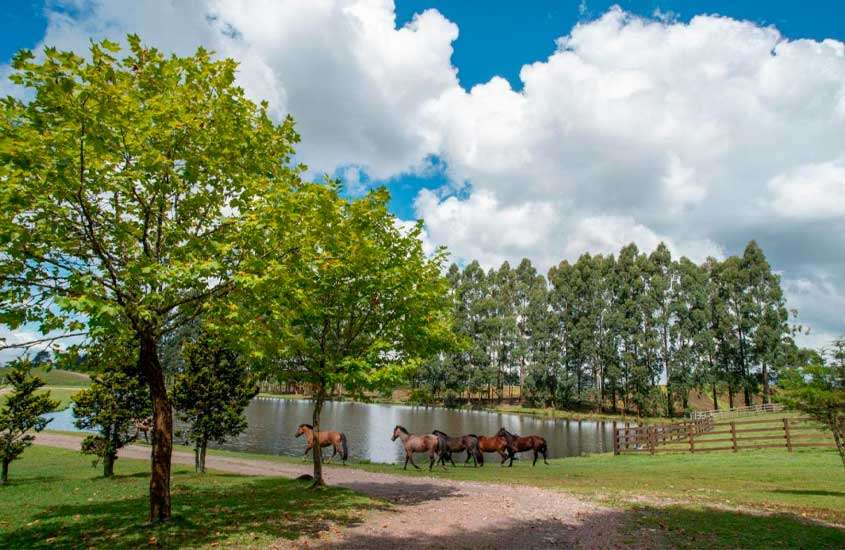 Em um dia de sol com nuvens, lago de um dos hotéis fazenda na serra gaúcha com cavalos, árvores, parte gramada e cerca de madeira