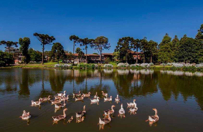 Em um dia de sol, lago de um hotel com patos nadando, plantas, árvores e parte gramada ao redor