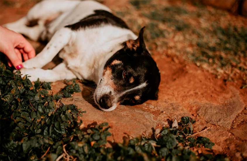 Cachorro recebendo carinho deitado no chão com plantas ao redor