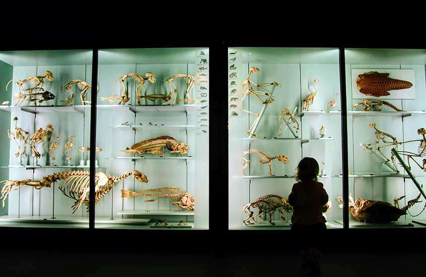 Interior de um museu com fósseis e pessoa apreciando