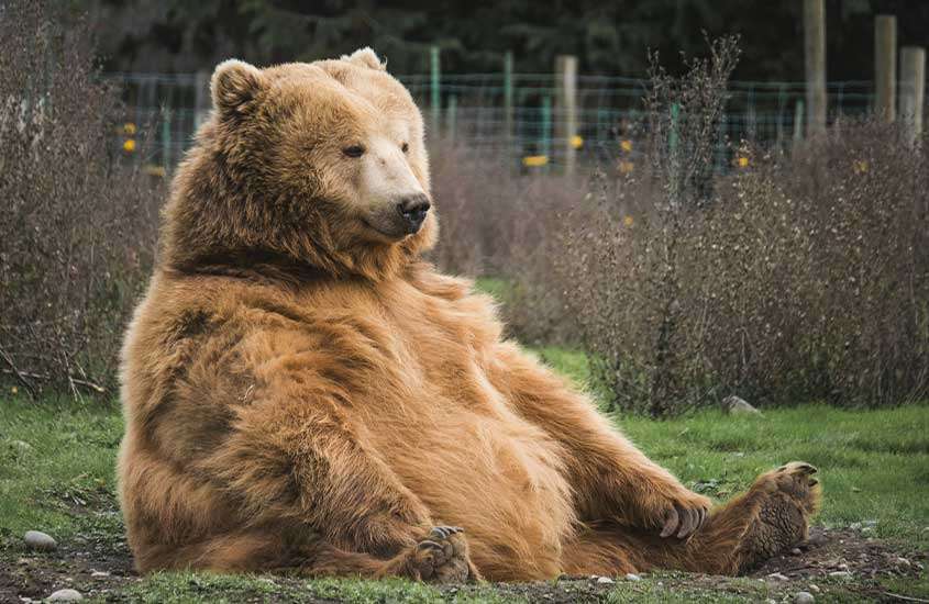 Em um dia nublado, urso sentado em grama com árvores secas no fundo