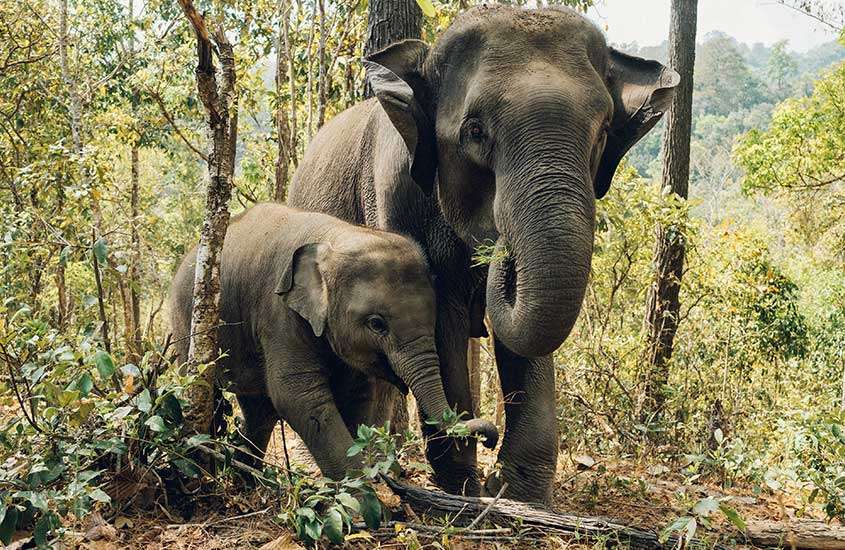Em um dia de sol, elefantes em santuário com árvores ao redor