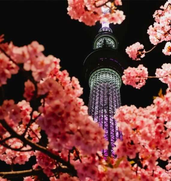 Durante a noite, tokyo skytre iluminada entre as flores da árvore de cerejeiras