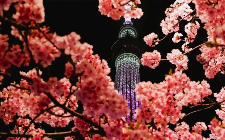Durante a noite, tokyo skytre iluminada entre as flores da árvore de cerejeiras