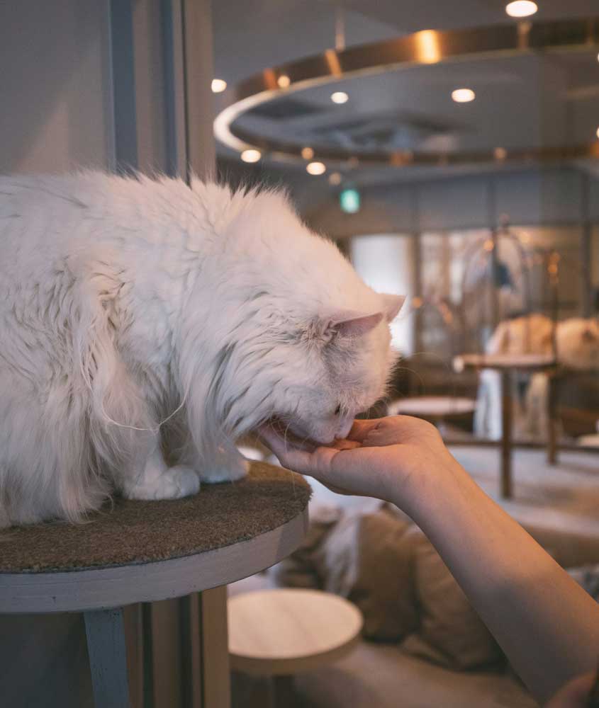 Café famoso para conhecer tokyo com gatinhos e sofá ao lado