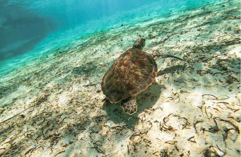 Tartatura nos mares de San Andres