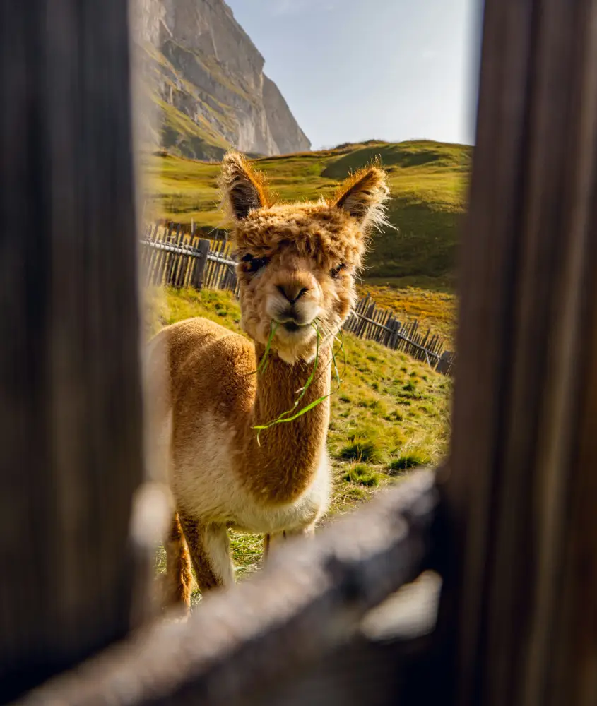 Alpaca comendo grama em um campo com montanhas ao amanhecer