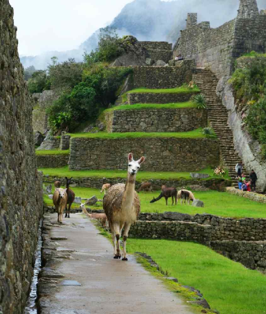 Em um dia nublado, lhamas no Machu Picchu com pessoas e árvores ao redor