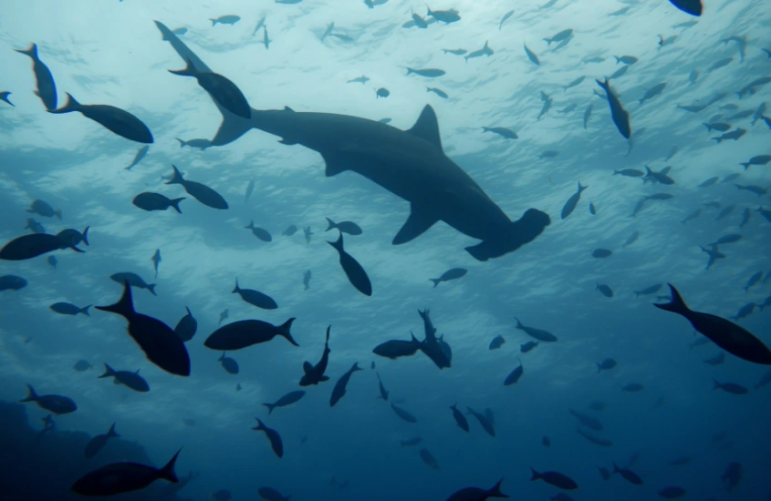 Um cenário natural nas Ilhas Galápagos, com formações rochosas submersas em águas cristalinas e céu parcialmente nublado ao fundo