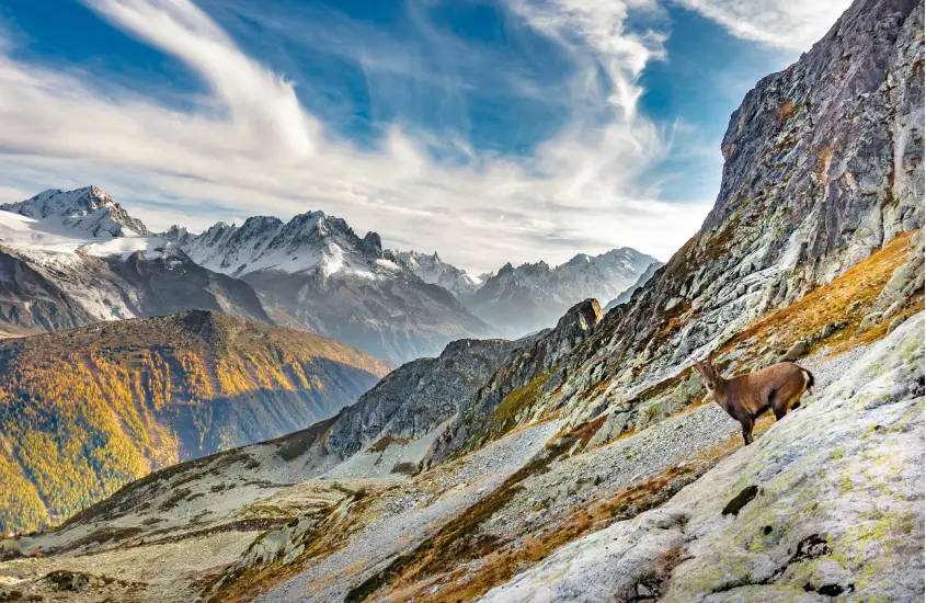 Cabra montanhesa observando a paisagem montanhosa de Chamonix, com céu azul e nuvens, durante o dia