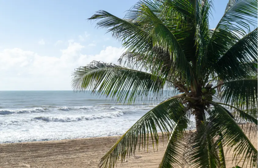 Praia com palmeiras ao fundo, céu azul claro e mar agitado durante o dia