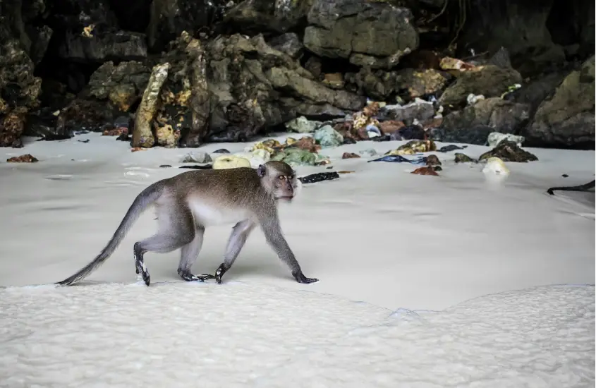 Macaco andando na areia branca perto de pedras em Monkey Beach, Koh Phi Phi, durante o dia