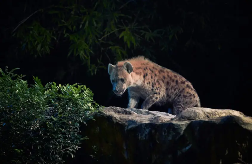 Hiena sobre uma rocha no Night Safari, Singapura, à noite.