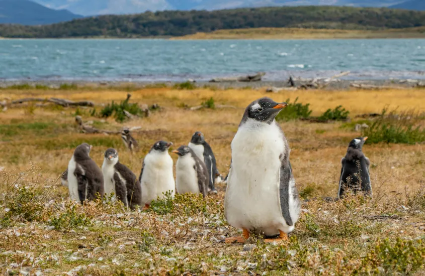 Pinguins descansando perto de um lago, com montanhas ao fundo, em Ushuaia, o destino de inverno mais austral do mundo