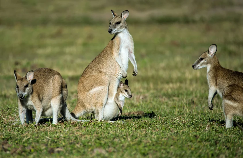 Família de cangurus em uma área gramada, com um filhote na bolsa da mãe. Cangurus são símbolos icônicos da fauna australiana