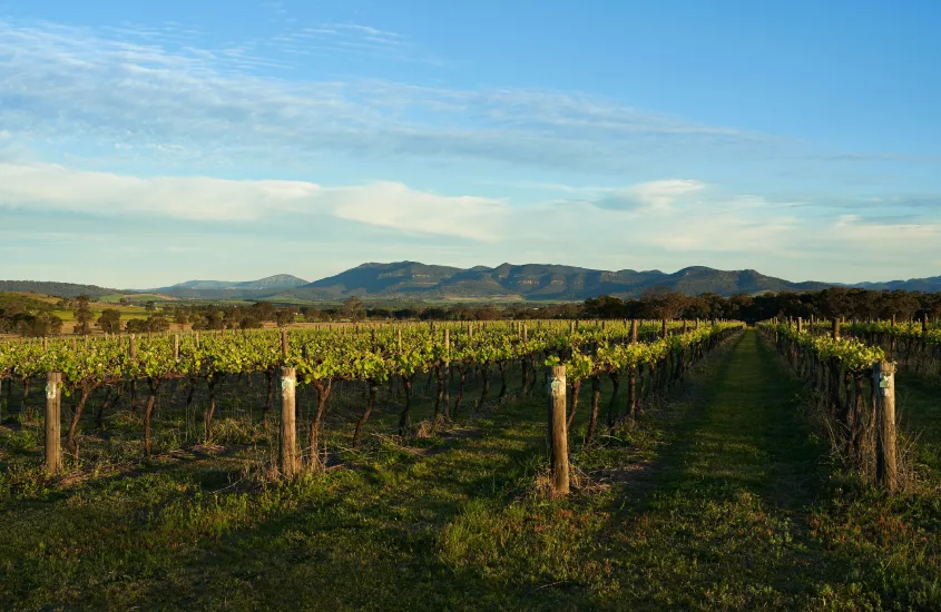 Vinhedo na região de Hunter Valley, Austrália, com colinas ao fundo