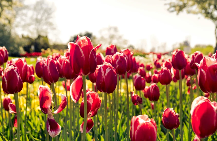 Tulipas vermelhas em destaque em um campo iluminado pelo sol, com árvores ao fundo